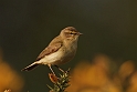 Chiffchaff